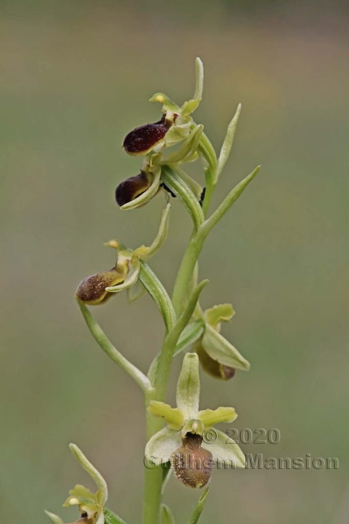 Ophrys aranifera vers Oberembrach (Suisse, Zurich)