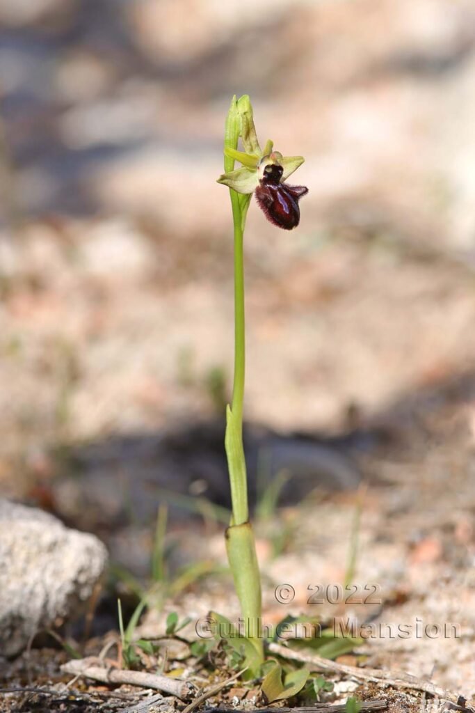 Ophrys aranifera vers Bonifacio (France, Corse-du-Sud)