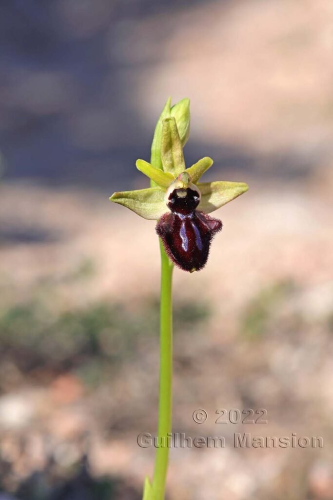 Ophrys aranifera vers Bonifacio (France, Corse-du-Sud)