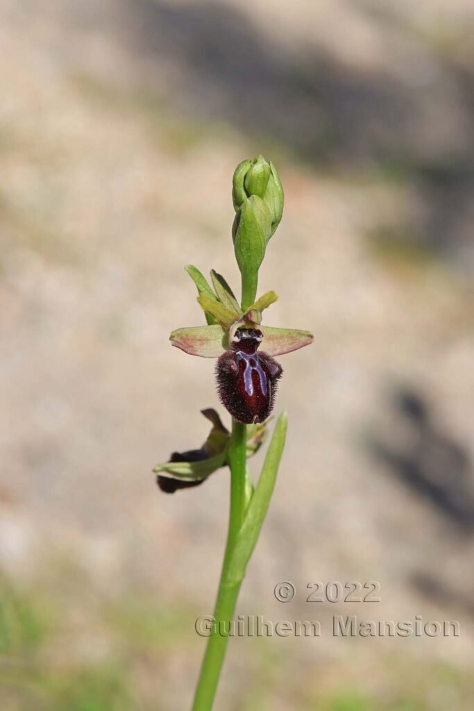 Ophrys aranifera vers Bonifacio (France, Corse-du-Sud)