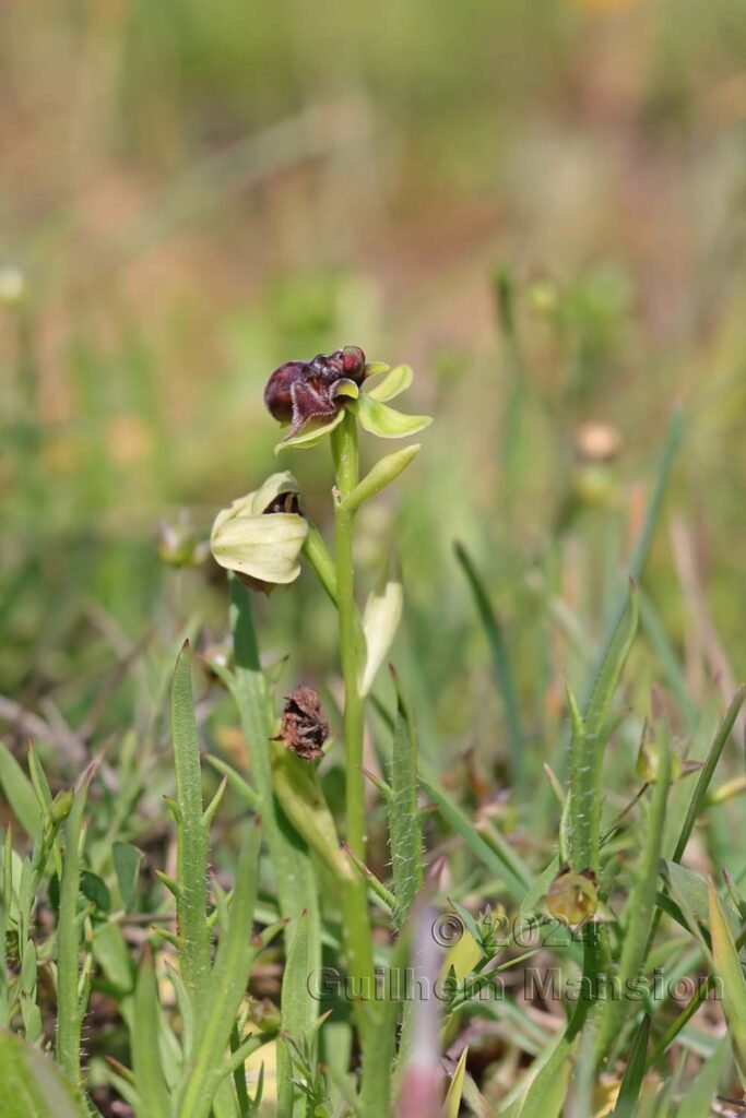 Ophrys bombyliflora vers Castelejo (Portugal, Vila do Bispo)