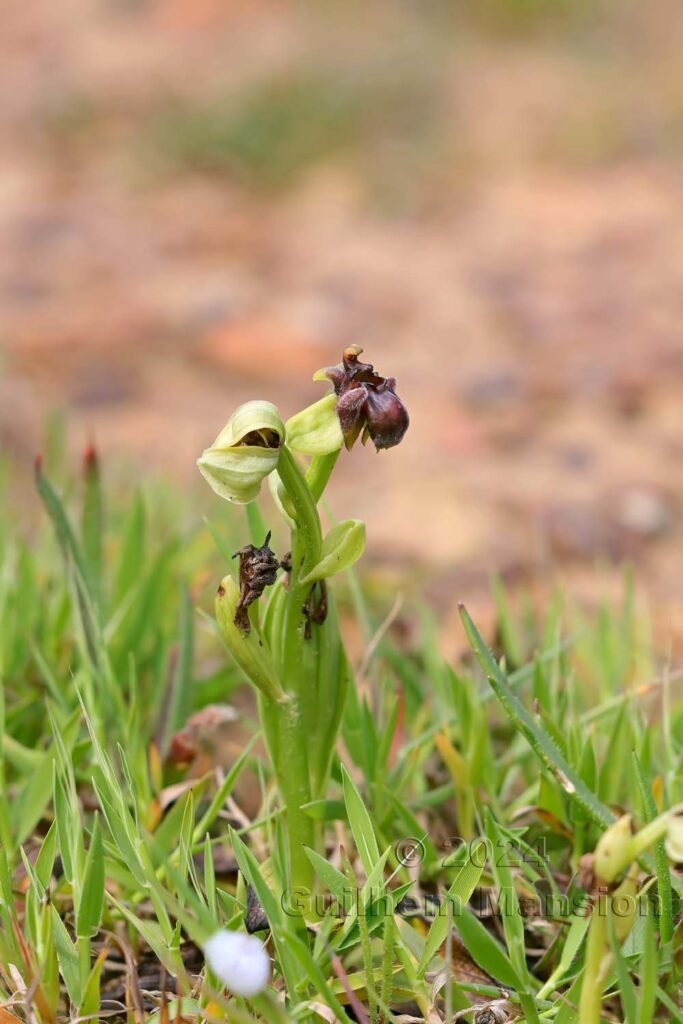 Ophrys bombyliflora vers Castelejo (Portugal, Vila do Bispo)
