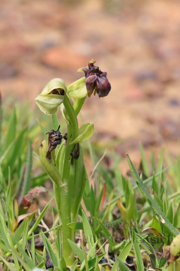 Ophrys bombyliflora vers Castelejo (Portugal, Vila do Bispo)