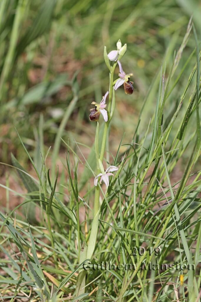 Ophrys exaltata vers Poulx (France, Gard)