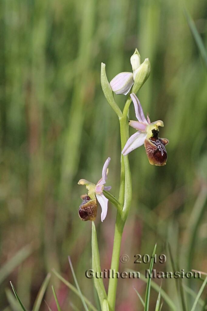 Ophrys exaltata vers Poulx (France, Gard)
