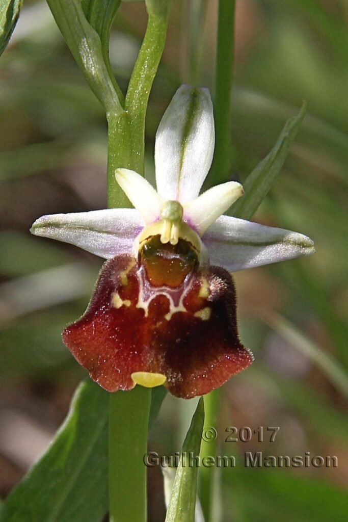 Ophrys fuciflora vers Boezen (Suisse, Argovie)