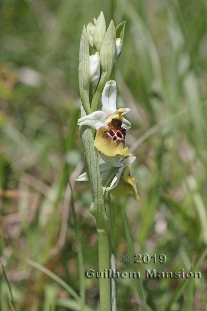 Ophrys fuciflora vers Villnachern (Suisse, Argovie)