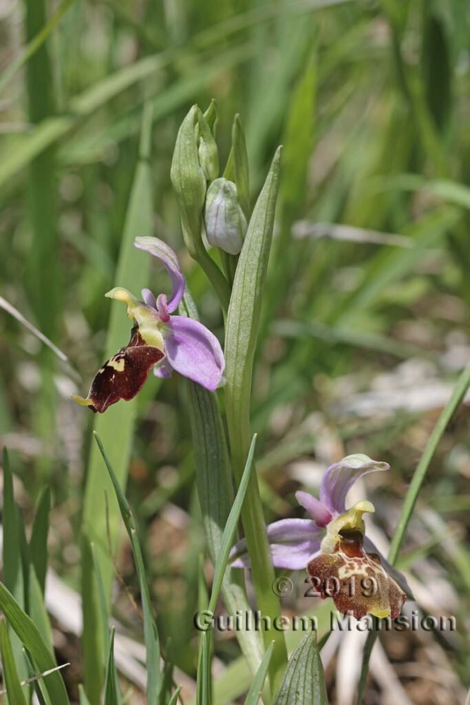 Ophrys fuciflora vers Villnachern (Suisse, Argovie)