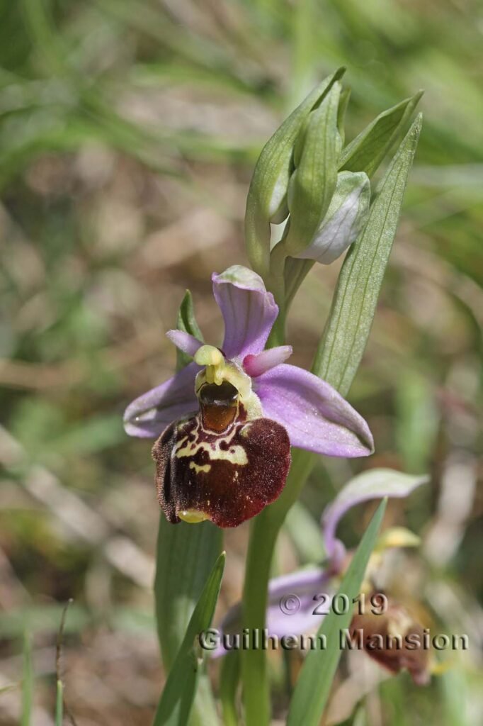 Ophrys fuciflora vers Villnachern (Suisse, Argovie)