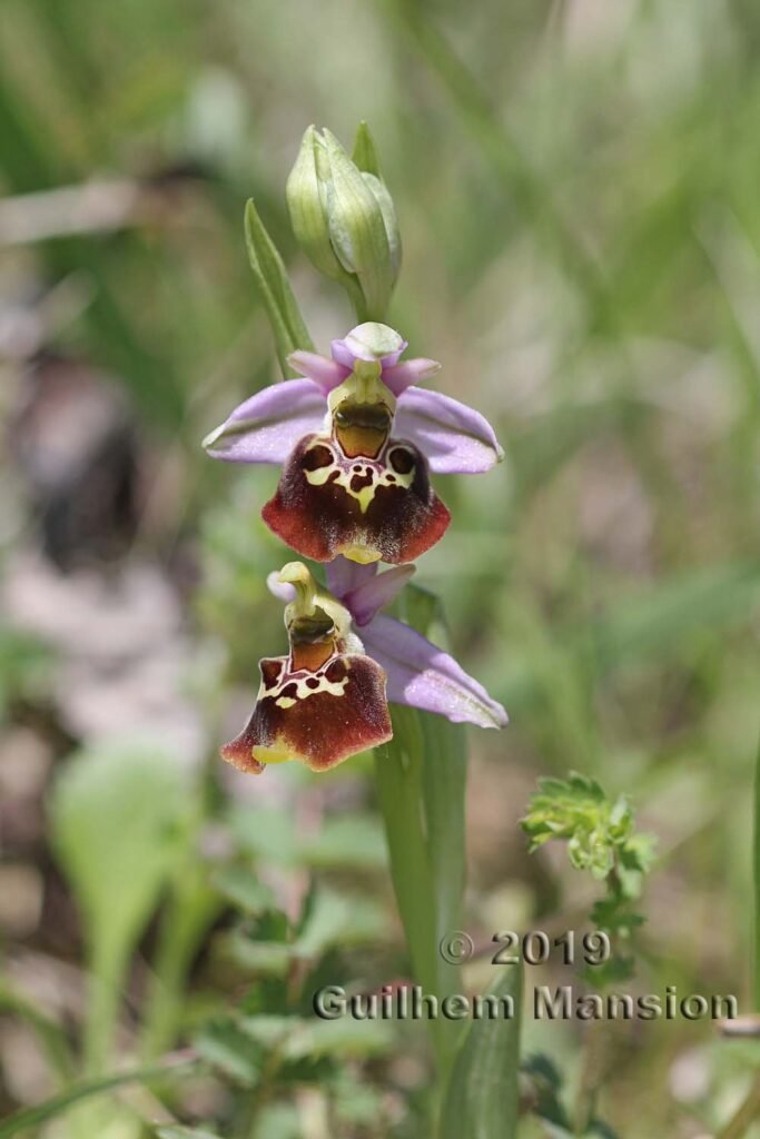 Ophrys fuciflora vers Villnachern (Suisse, Argovie)