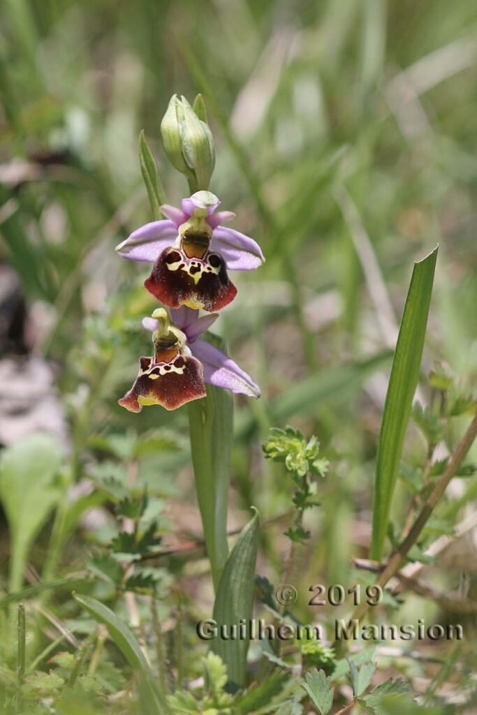 Ophrys fuciflora vers Villnachern (Suisse, Argovie)