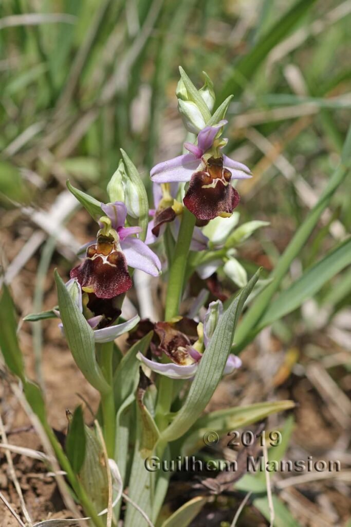 Ophrys fuciflora vers Villnachern (Suisse, Argovie)