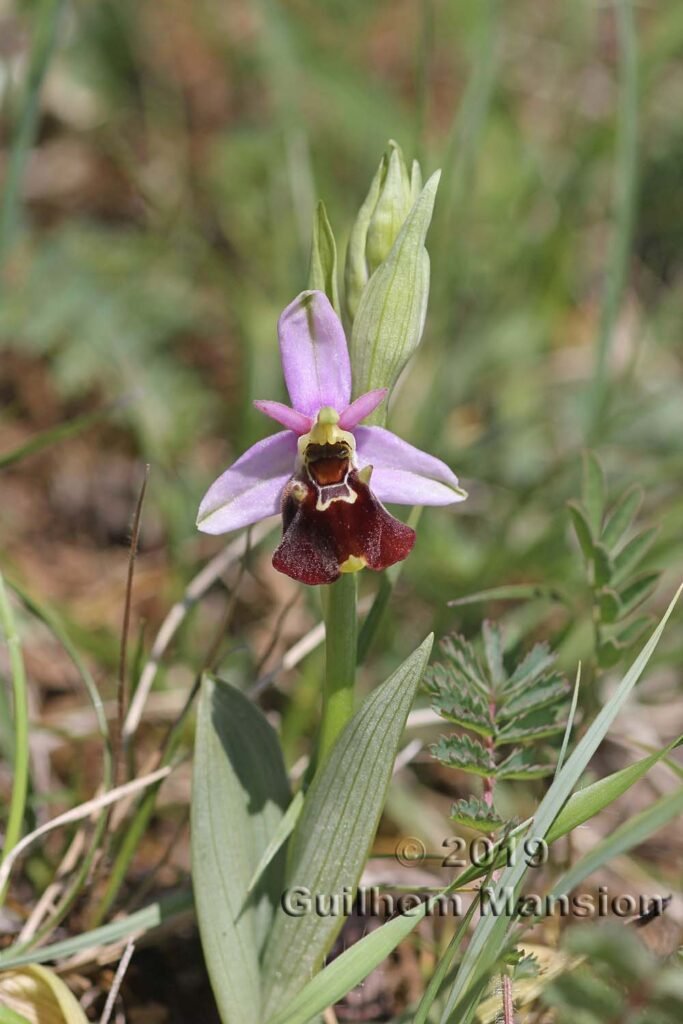 Ophrys fuciflora vers Villnachern (Suisse, Argovie)