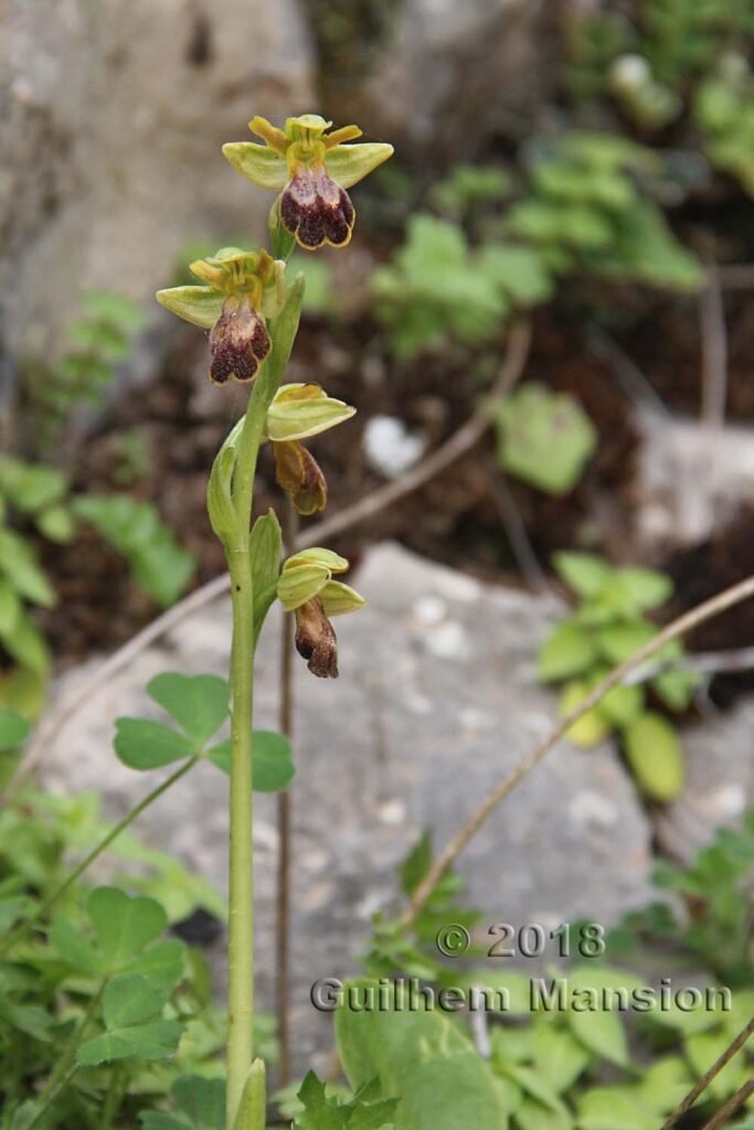 Ophrys fusca dans la Serrania de Ronda (Espagne, Andalousie)