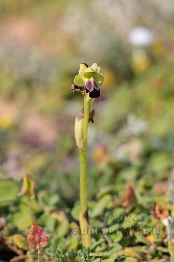 Ophrys fusca vers Sagres (Portugal, Vila do Bispo)
