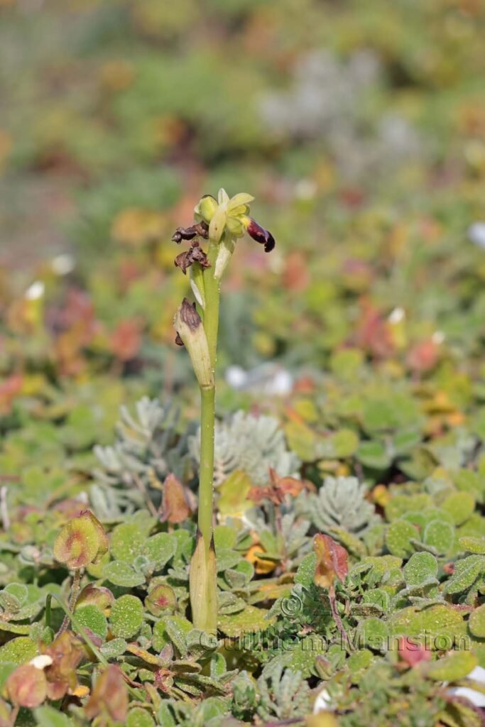 Ophrys fusca vers Sagres (Portugal, Vila do Bispo)