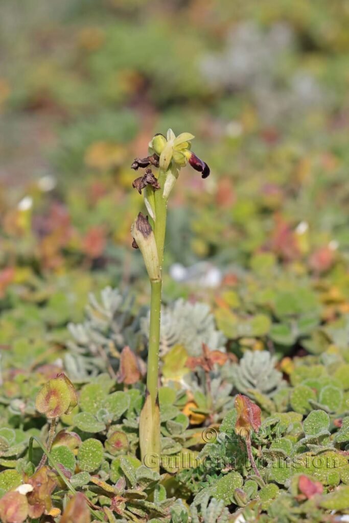 Ophrys fusca vers Sagres (Portugal, Vila do Bispo)