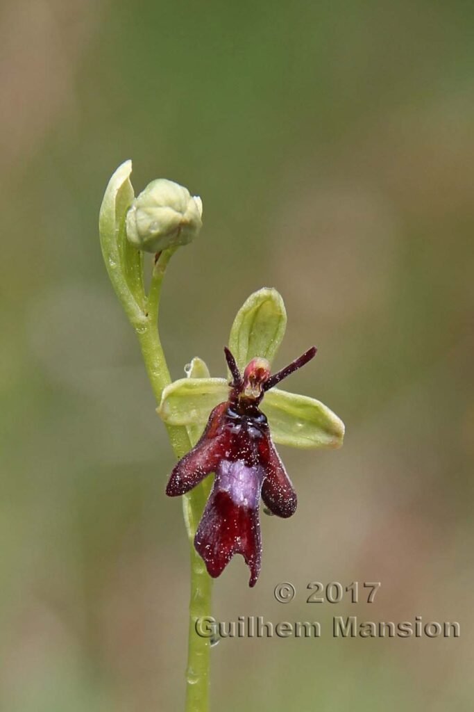 Ophrys insectifera vers Boezen (Suisse, Argovie)