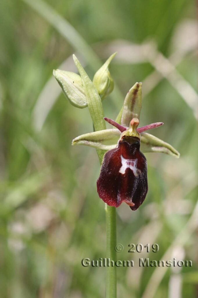 Ophrys insectifera vers Villnachern (Suisse, Argovie)