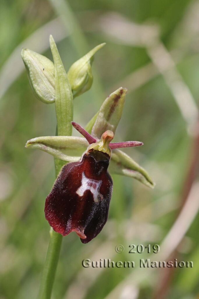 Ophrys insectifera vers Villnachern (Suisse, Argovie)