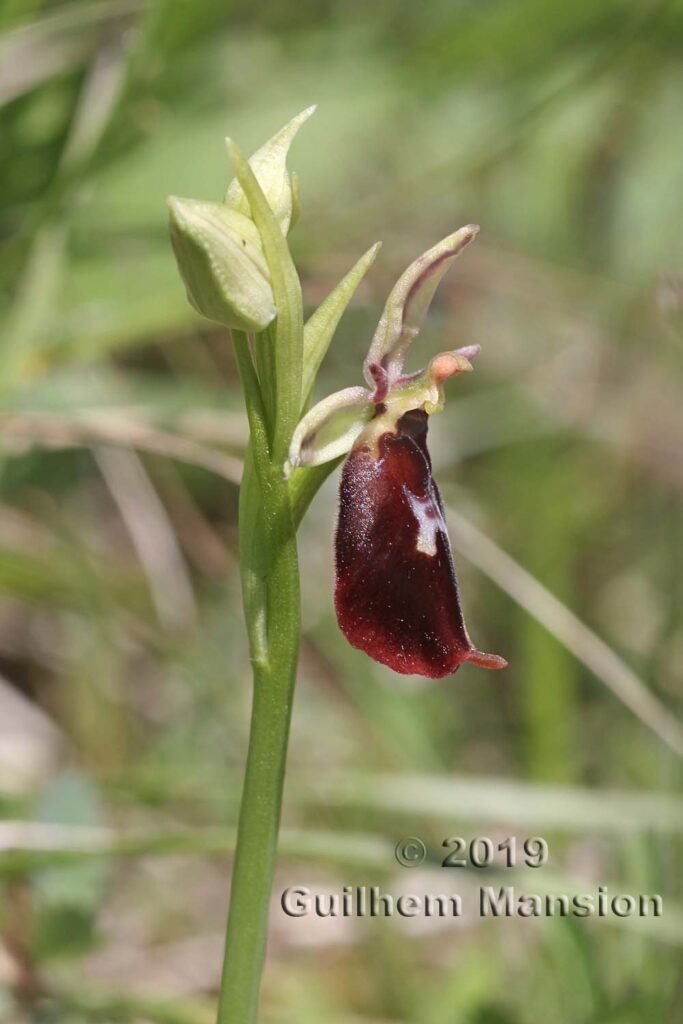 Ophrys insectifera vers Villnachern (Suisse, Argovie)