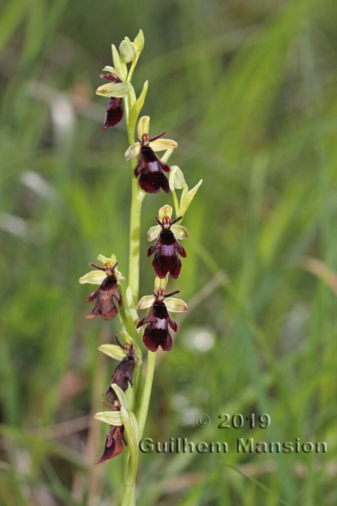 Ophrys insectifera vers Oberembrach (Suisse, Zurich)