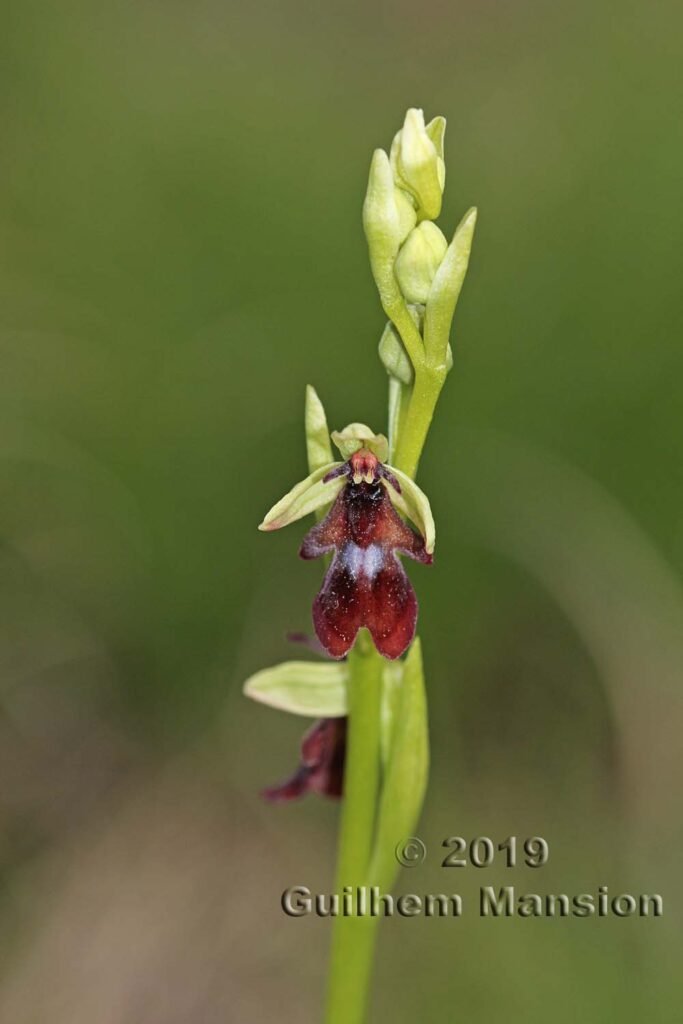 Ophrys insectifera vers Oberembrach (Suisse, Zurich)
