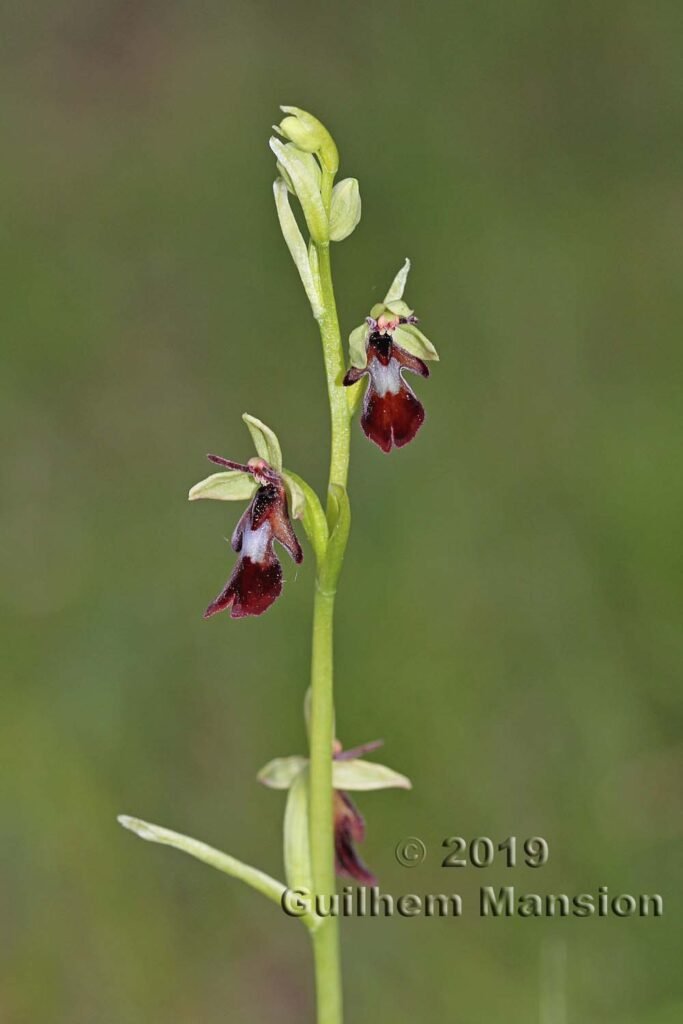 Ophrys insectifera vers Oberembrach (Suisse, Zurich)