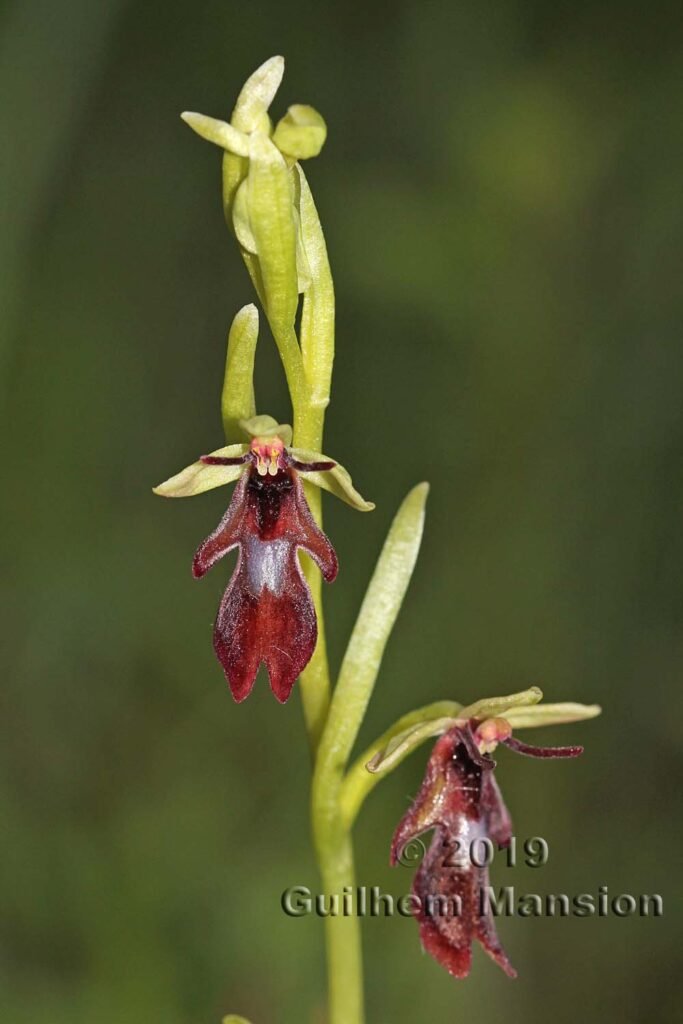 Ophrys insectifera vers Oberembrach (Suisse, Zurich)