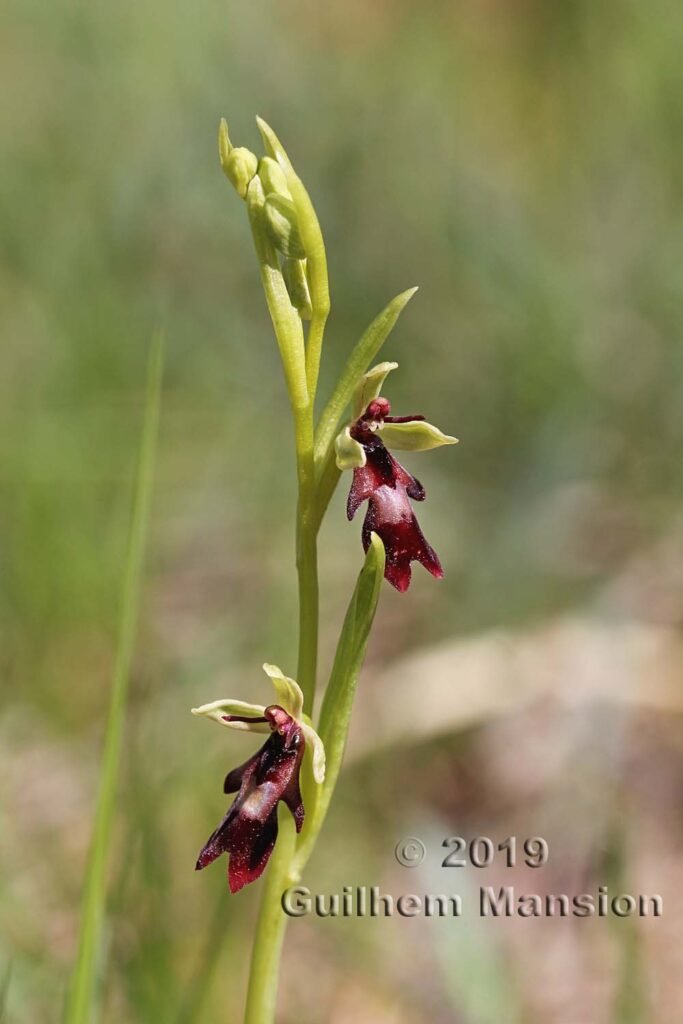 Ophrys insectifera vers Oberembrach (Suisse, Zurich)