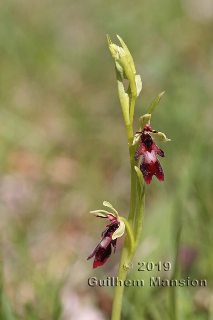 Ophrys insectifera vers Oberembrach (Suisse, Zurich)