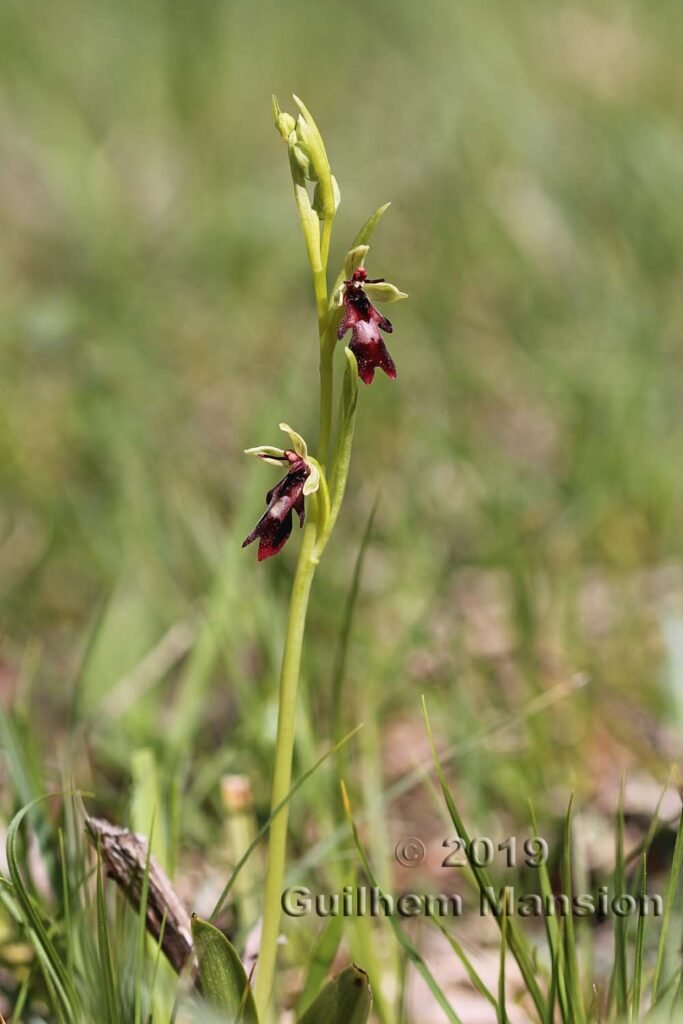 Ophrys insectifera vers Oberembrach (Suisse, Zurich)