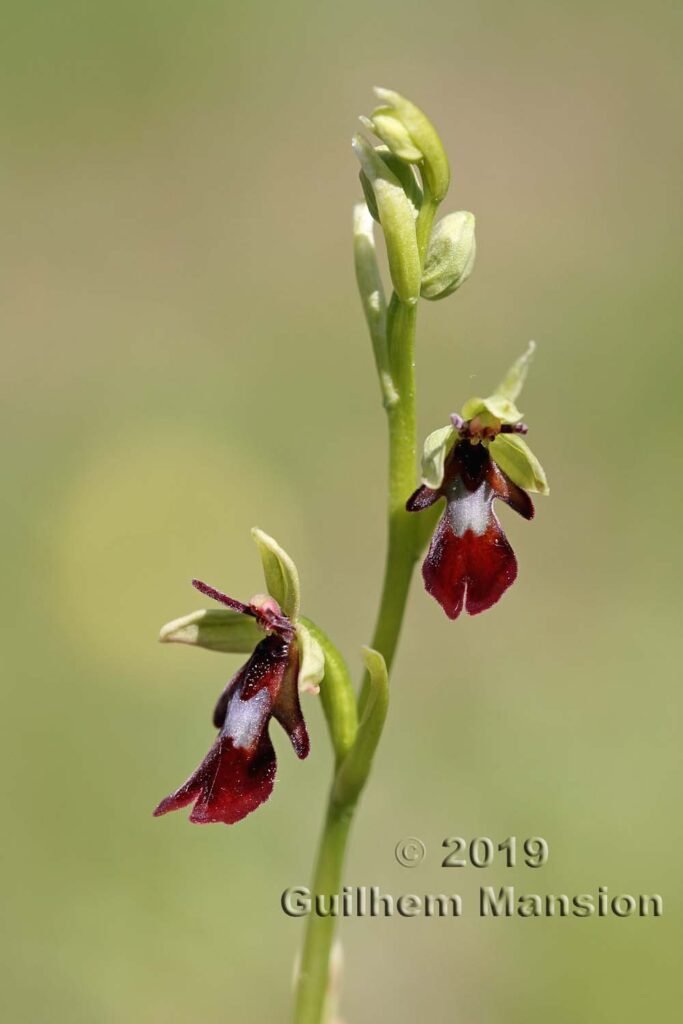 Ophrys insectifera vers Oberembrach (Suisse, Zurich)