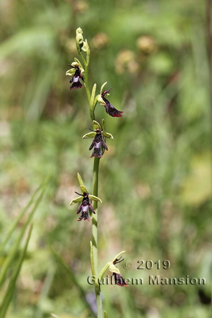 Ophrys insectifera vers Merishausen (Suisse, Schaffhouse)
