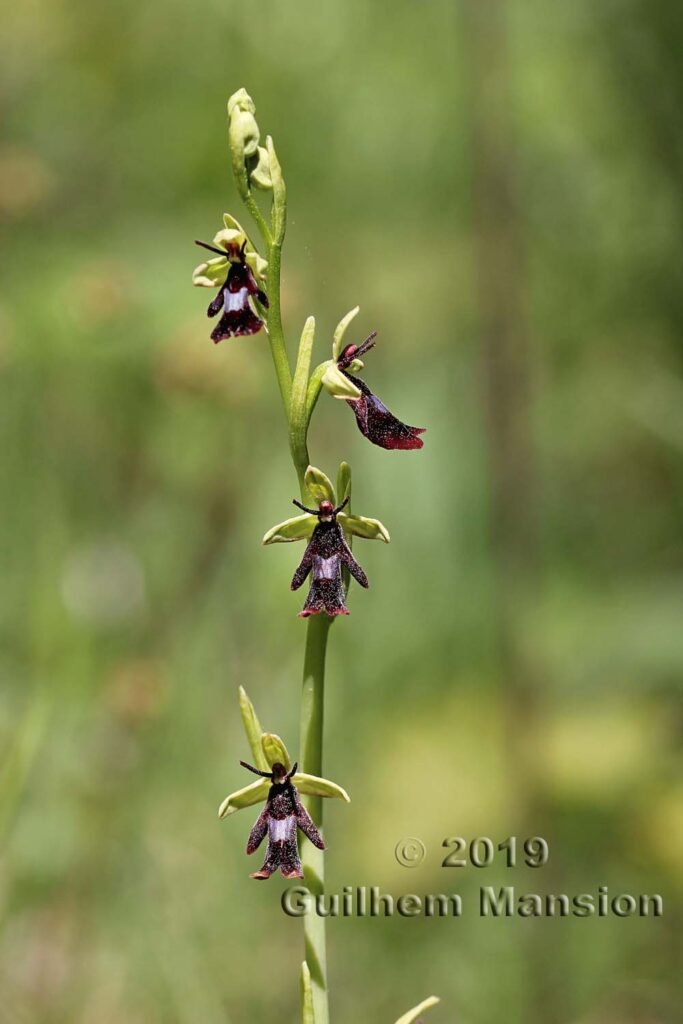 Ophrys insectifera vers Merishausen (Suisse, Schaffhouse)