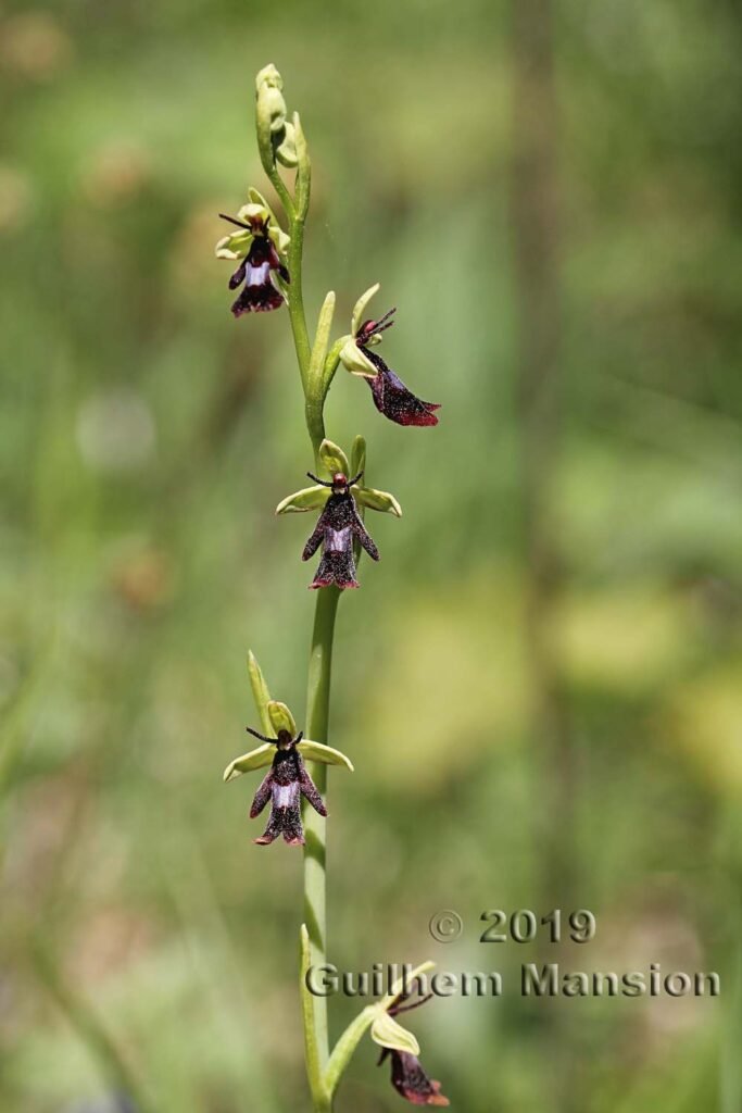 Ophrys insectifera vers Merishausen (Suisse, Schaffhouse)