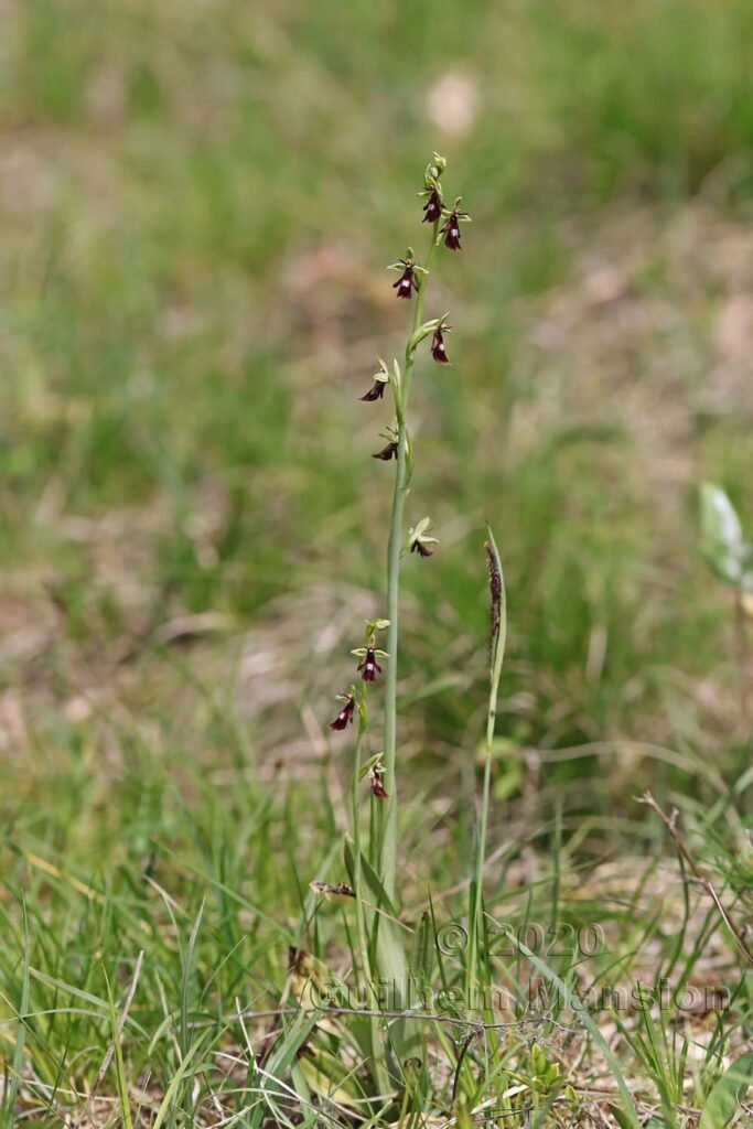 Ophrys insectifera vers Oberembrach (Suisse, Zurich)