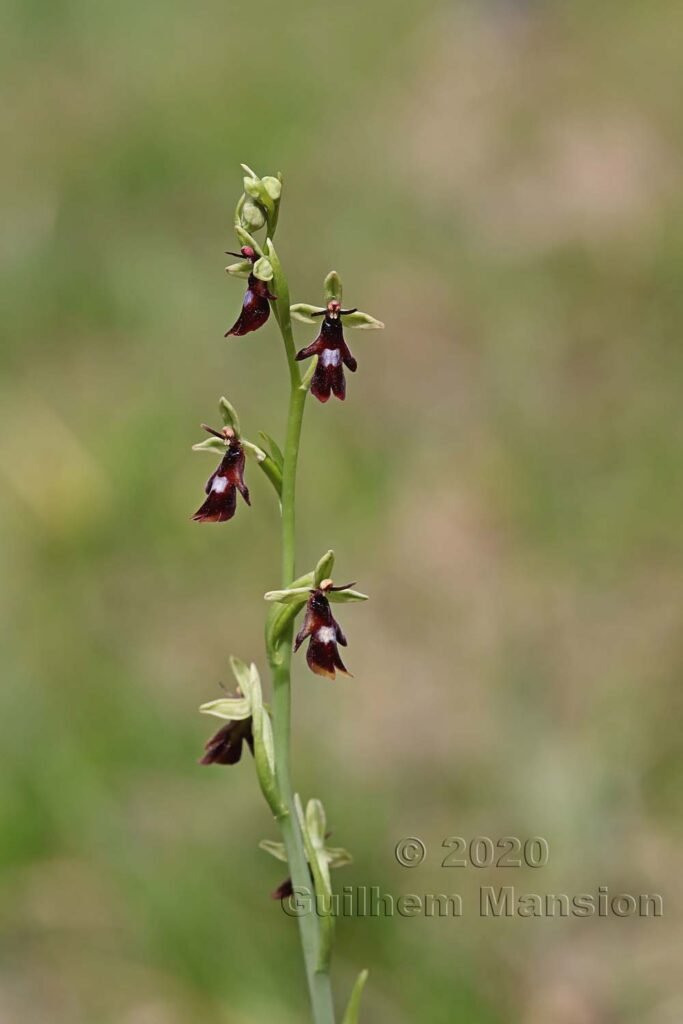 Ophrys insectifera vers Oberembrach (Suisse, Zurich)
