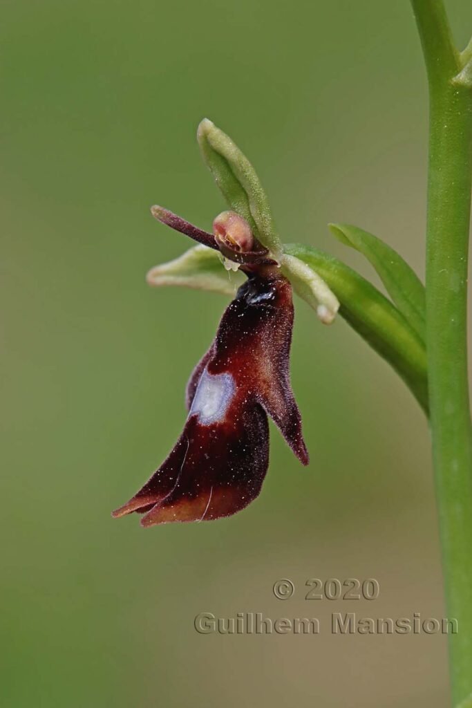 Ophrys insectifera vers Oberembrach (Suisse, Zurich)
