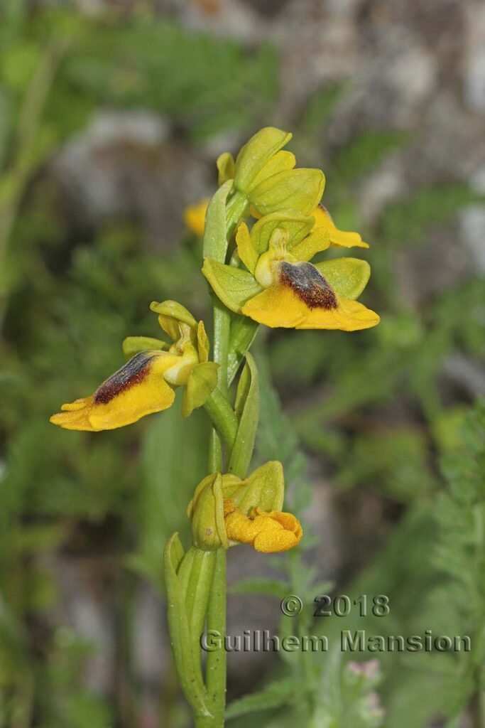 Ophrys lutea dans la Serrania de Ronda (Espagne, Andalousie)
