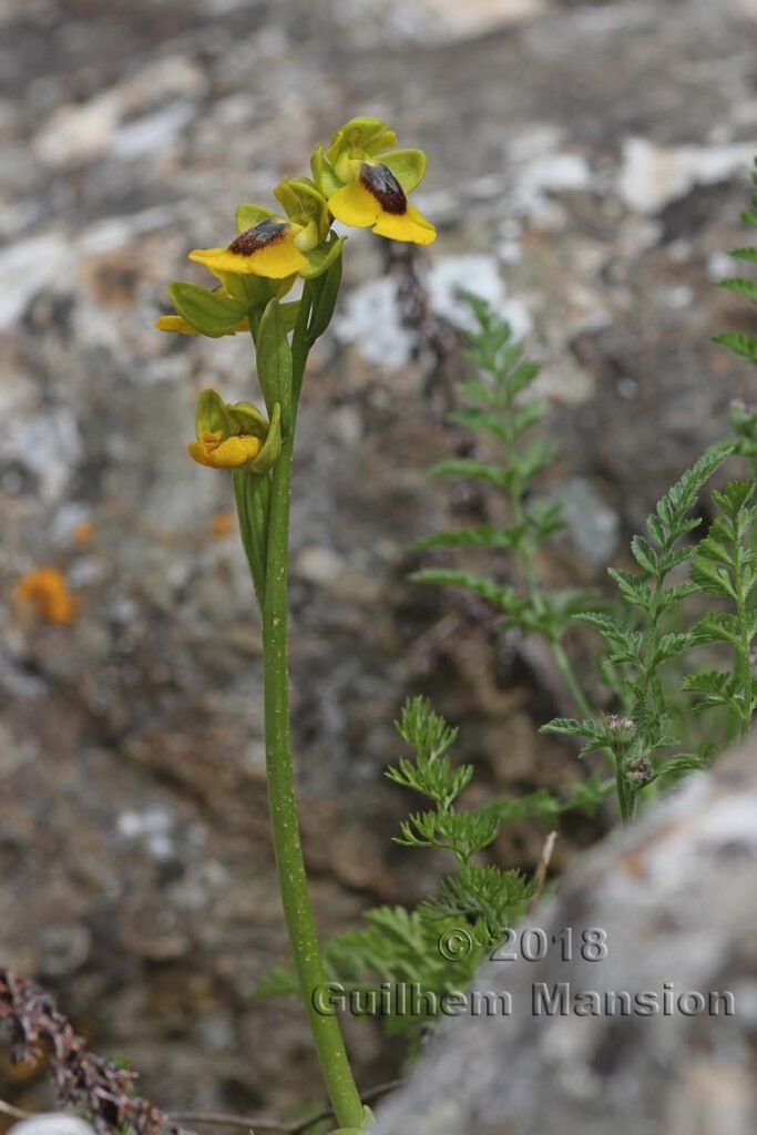 Ophrys lutea dans la Serrania de Ronda (Espagne, Andalousie)