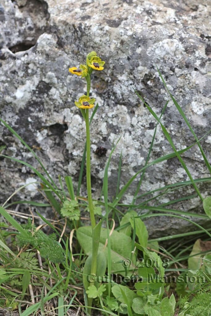 Ophrys lutea dans la Serrania de Ronda (Espagne, Andalousie)