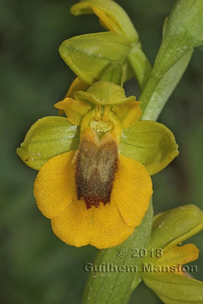 Ophrys lutea dans la Serrania de Ronda (Espagne, Andalousie)