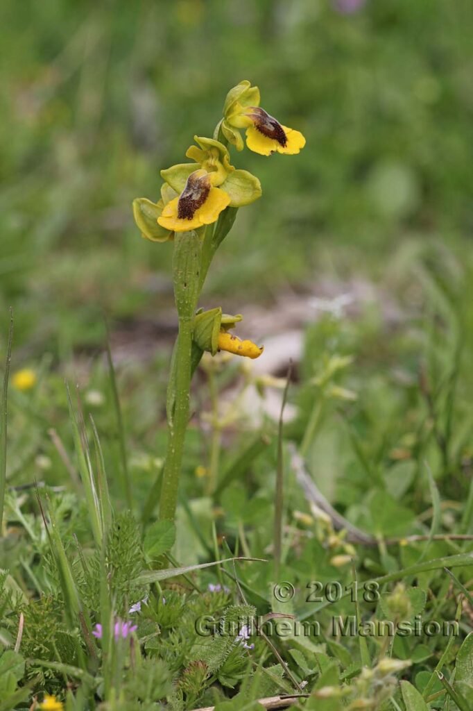Ophrys lutea dans la Serrania de Ronda (Espagne, Andalousie)