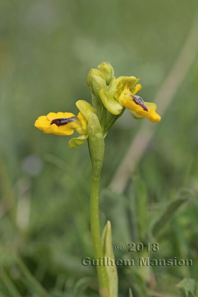 Ophrys lutea dans la Serrania de Ronda (Espagne, Andalousie)