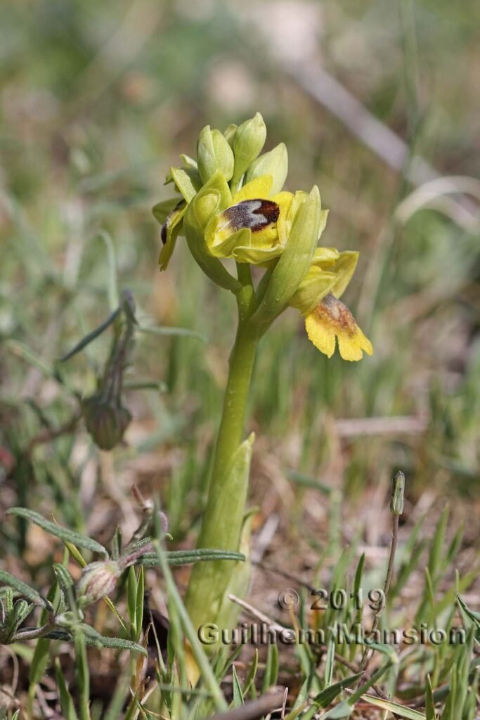 Ophrys lutea vers Poulx (France, Gard)
