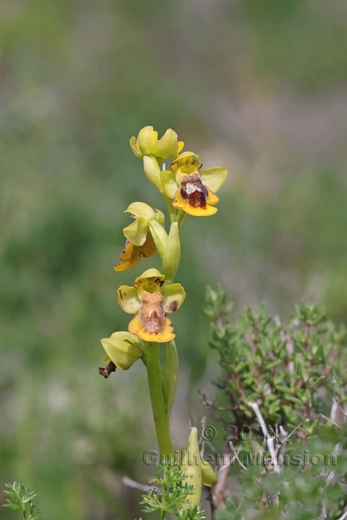 Ophrys lutea vers Raposeira (Portugal, Vila do Bispo)