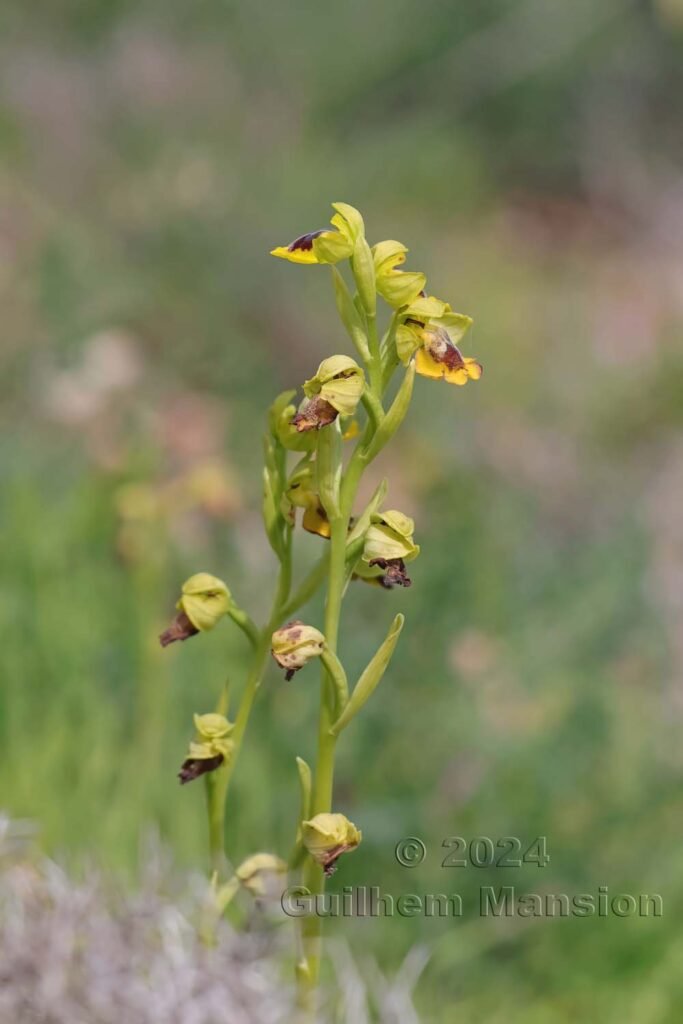 Ophrys lutea vers Raposeira (Portugal, Vila do Bispo)