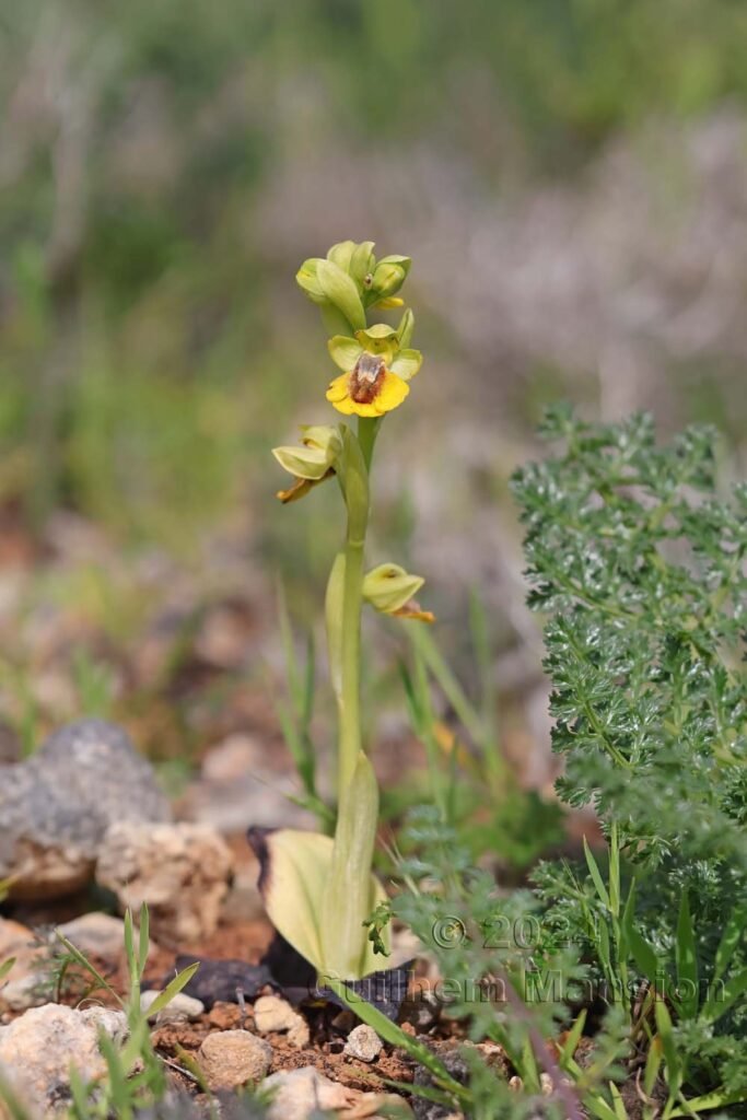 Ophrys lutea vers Raposeira (Portugal, Vila do Bispo)