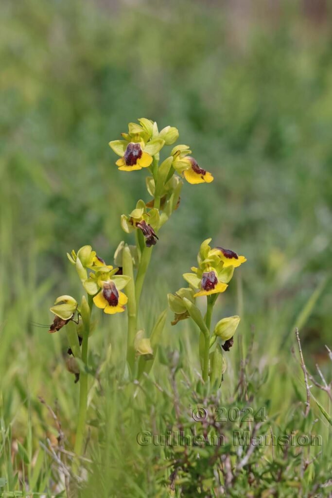 Ophrys lutea vers Raposeira (Portugal, Vila do Bispo)